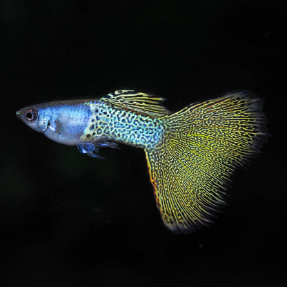 Metal Yellow Lace Guppy Fish
