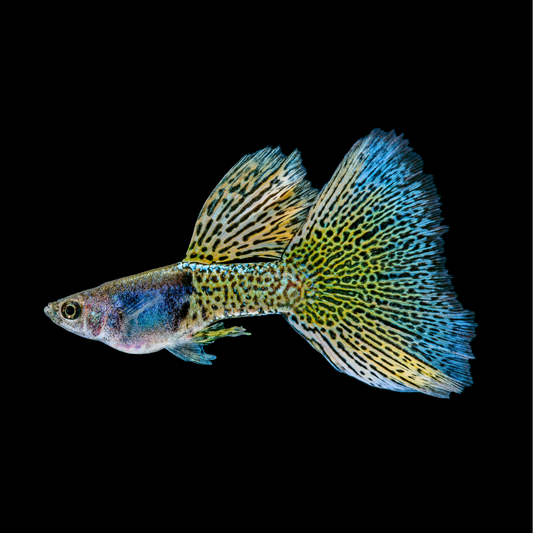 Metal Yellow Lace Guppy Fish