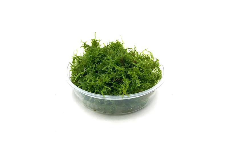 Mini Christmas Moss