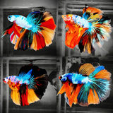 Mix Galaxy Halfmoon Male Betta Fish High Grade | Buy 4 Get 1 Free | Mystery Betta