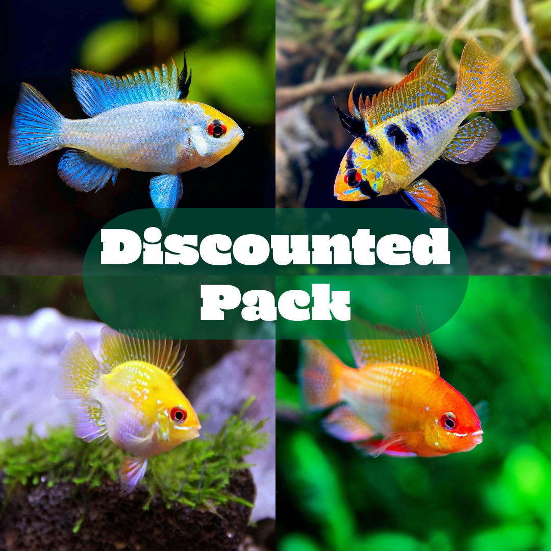 Mixed Color Ram Cichlids | Discounted Pack