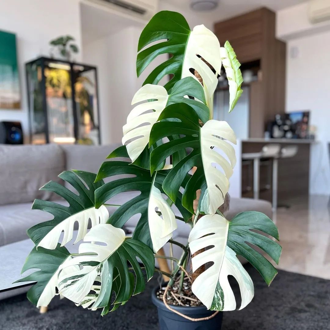 Variegated Monstera Albo Mature Plant (3 -4 Leaves) | Grower Pick