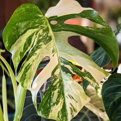 Variegated Monstera Albo Mature Plant (3 -4 Leaves) | Grower Pick