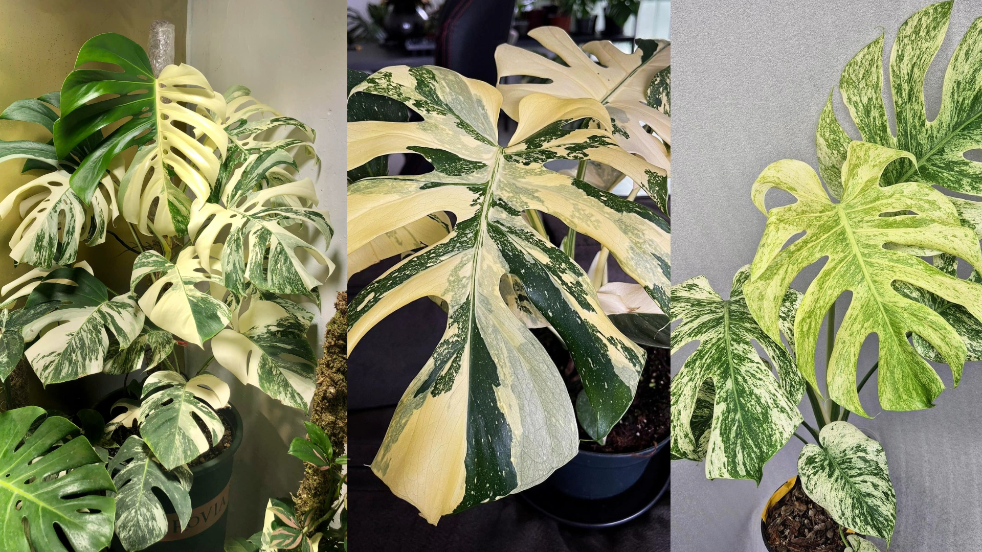 Variegated Monstera Plants