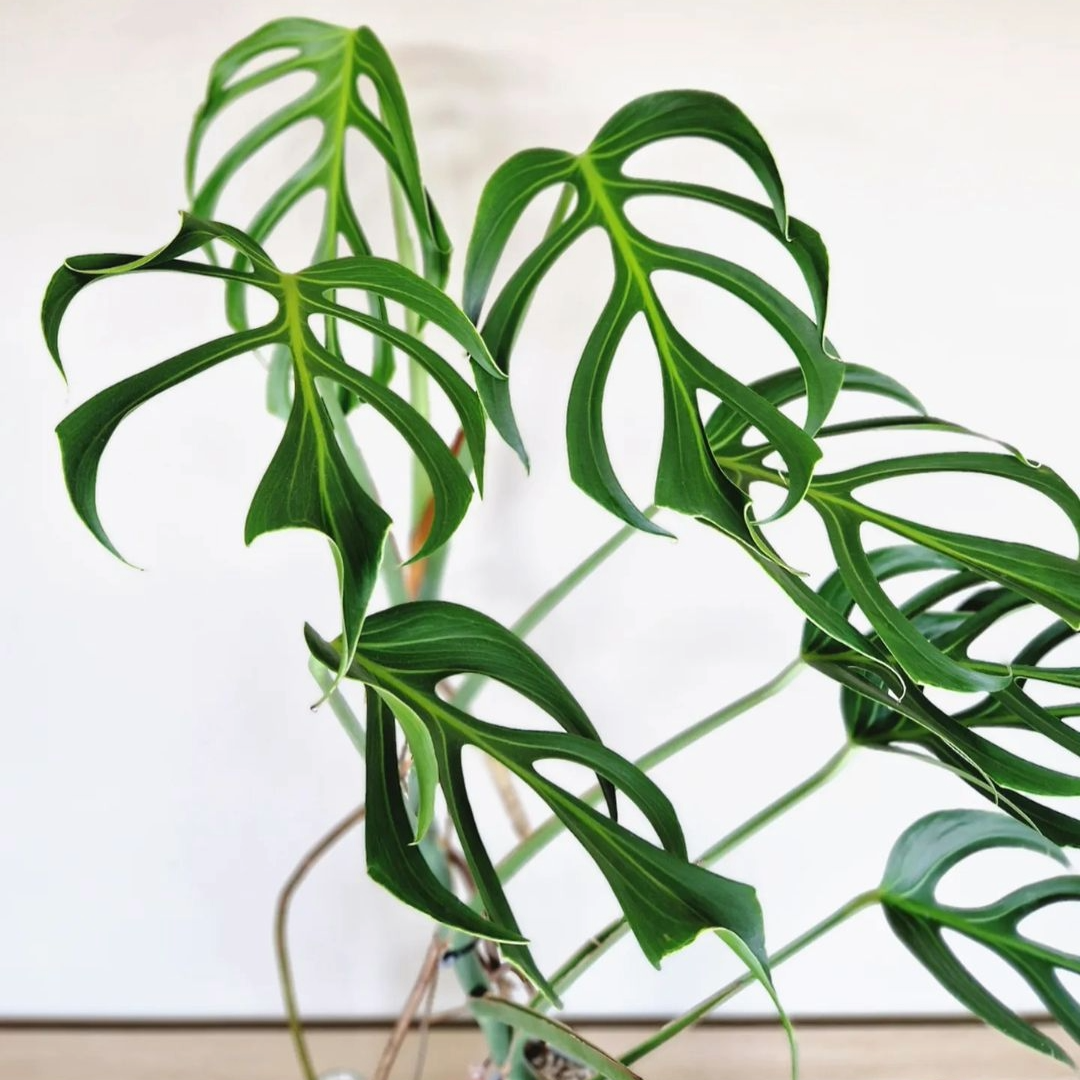 Monstera Burle Marx Flame Tissue Culture Plant