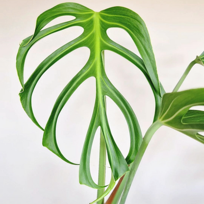 Monstera Burle Marx Flame Tissue Culture Plant