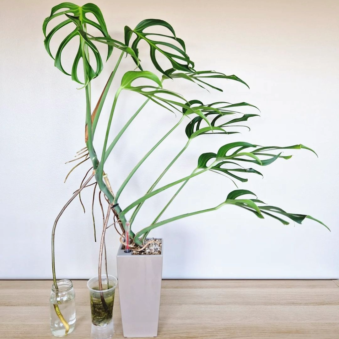 Monstera Burle Marx Flame Tissue Culture Plant