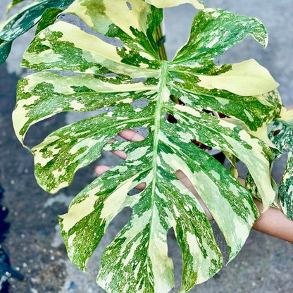 Variegated Monstera Creme Brulee Mature Plant | You Pick Plant | Pre Order