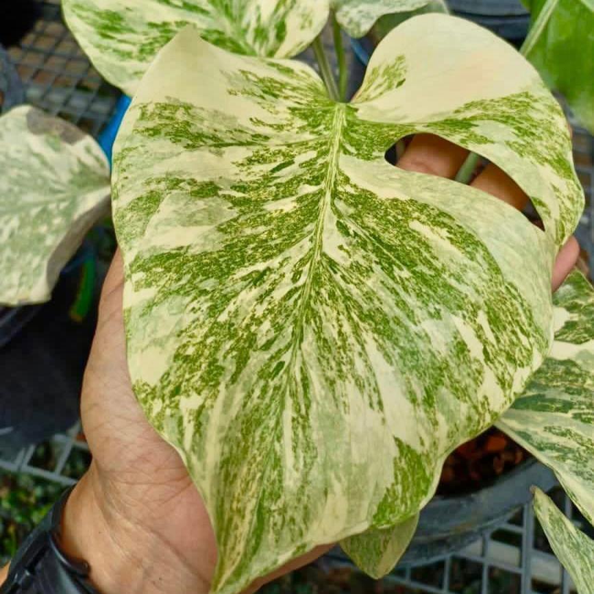 Variegated Monstera Legacy Mature Plant | You Pick Plant | Pre Order