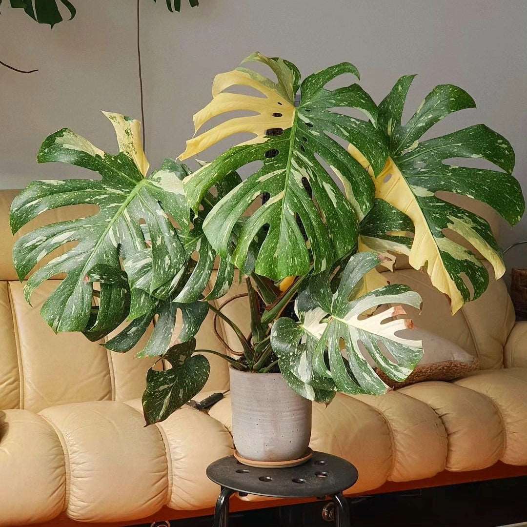 Premium Variegated Monstera Thai Constellation Tissue Culture Plant