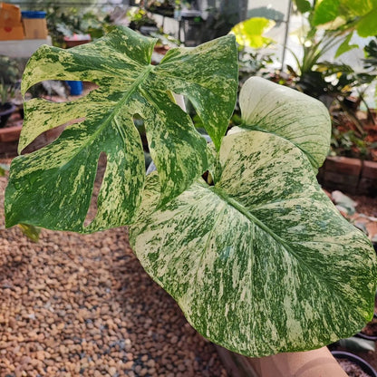 Variegated Monstera White Monster Tissue Culture Plant