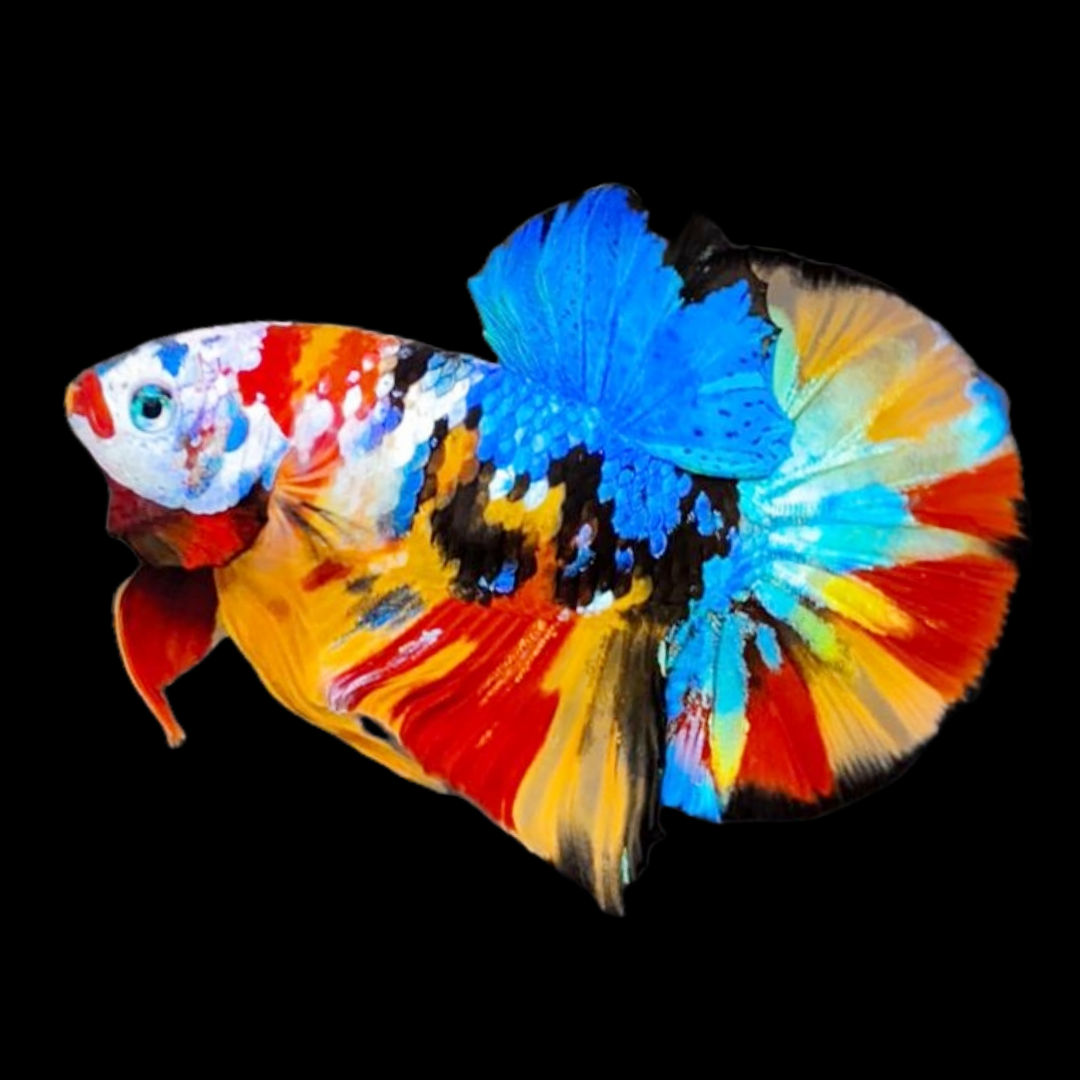 Multicolor Black Base Plakat Male Betta Fish | High Grade | Mystery Betta