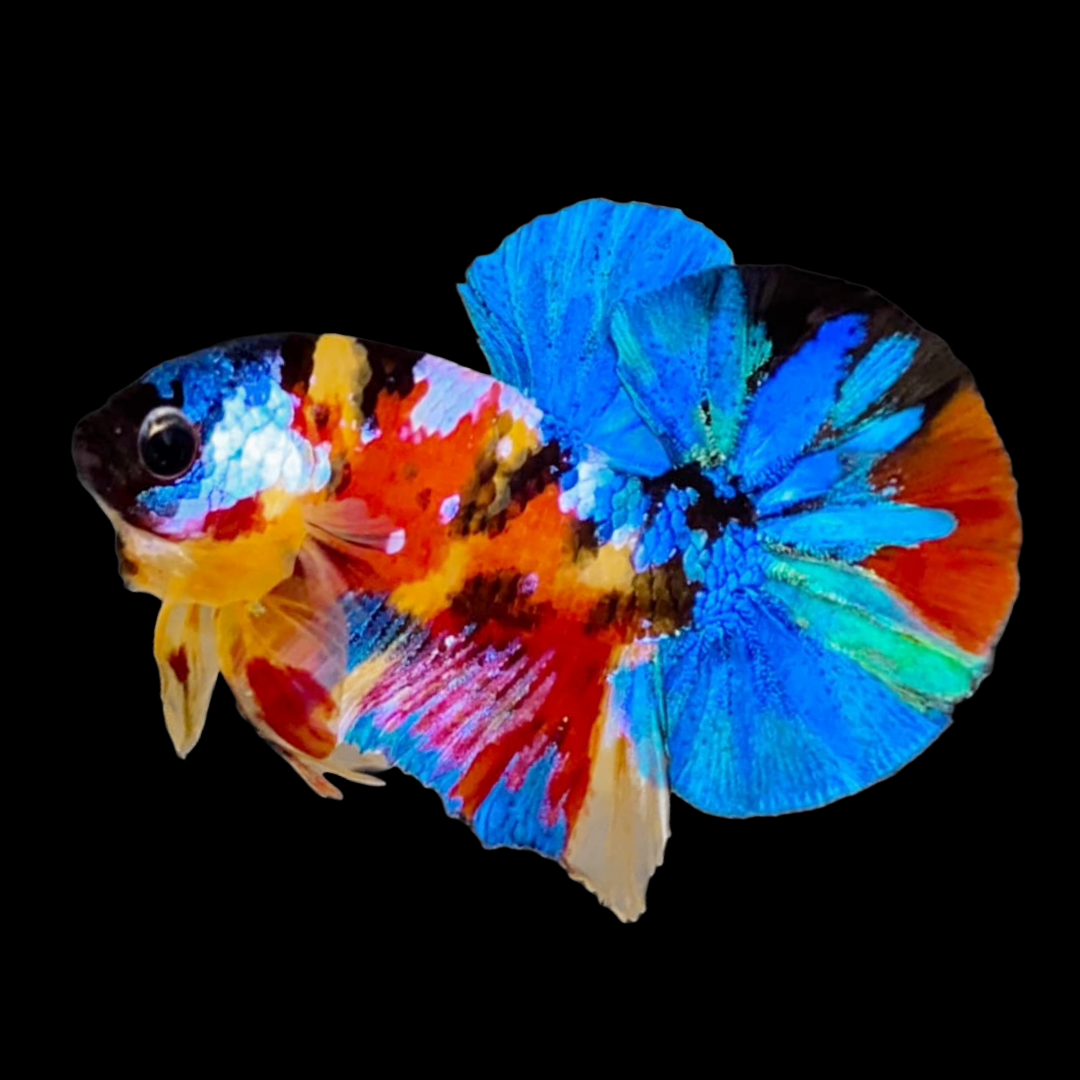 Multicolor Black Base Plakat Male Betta Fish | High Grade | Mystery Betta