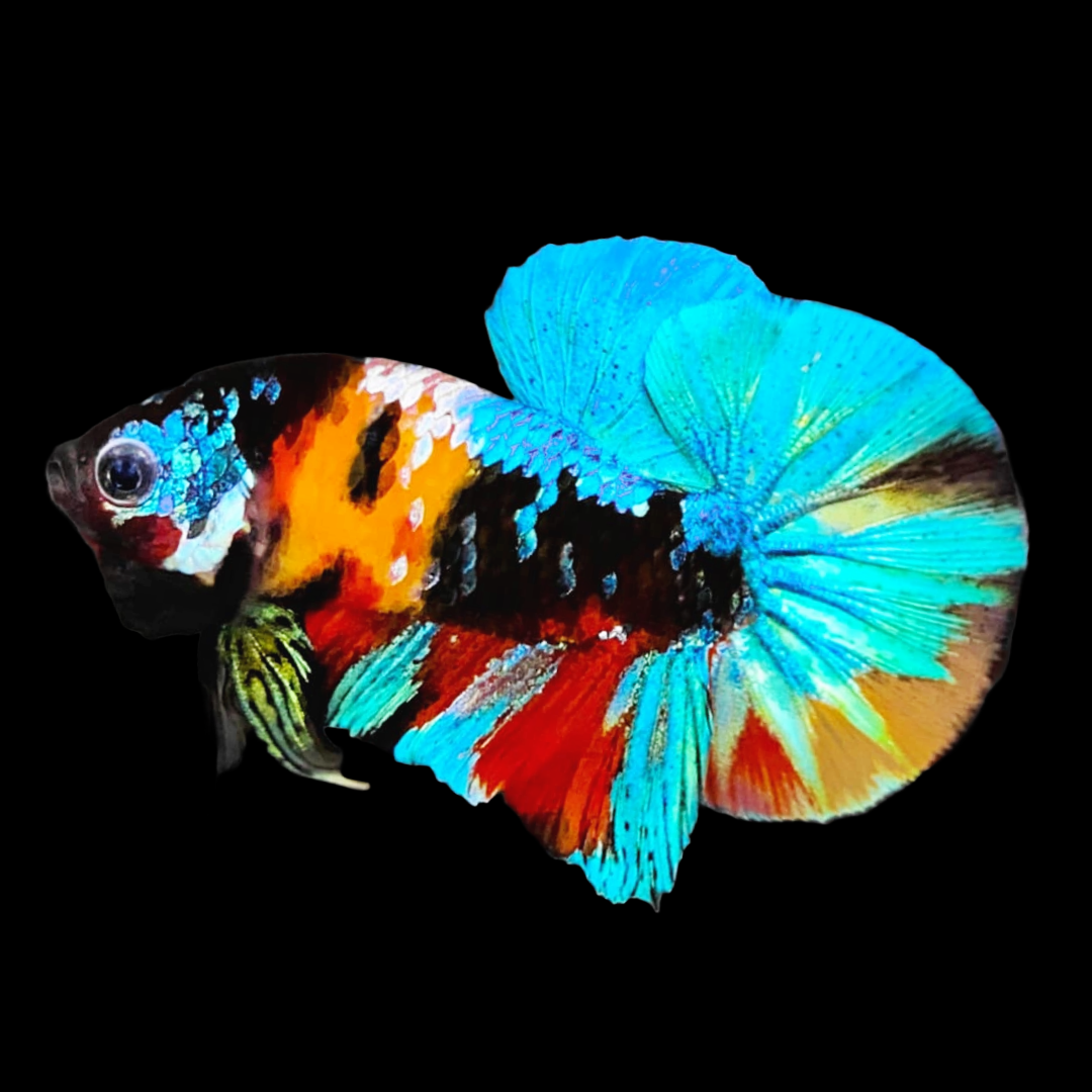 Multicolor Black Base Plakat Male Betta Fish | High Grade | Mystery Betta