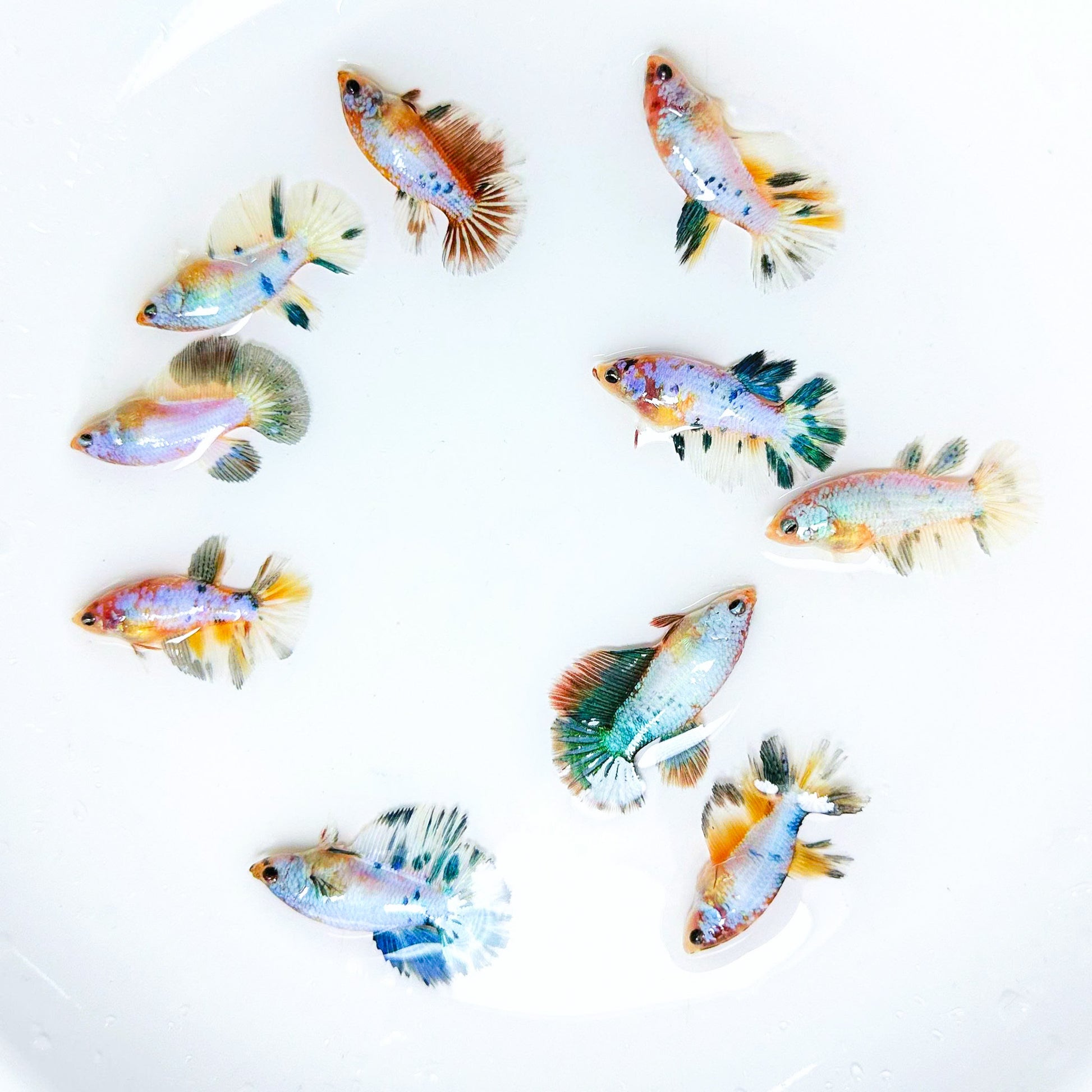 Multicolor Candy Halfmoon Female Betta Fish