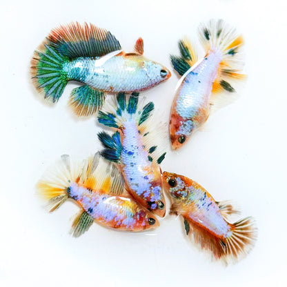 Multicolor Candy Halfmoon Female Betta Fish