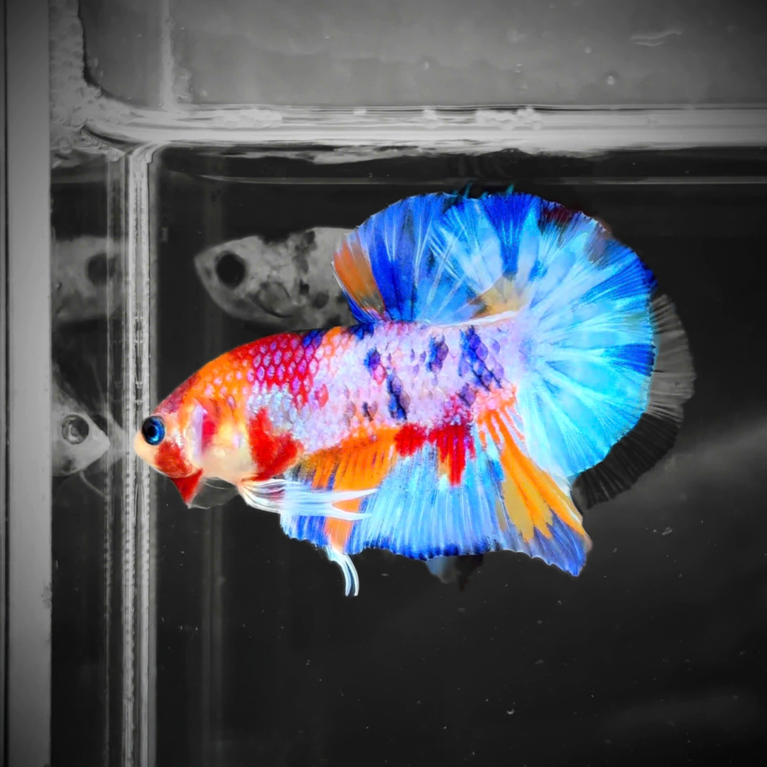 Multicolor Candy Metallic Plakat Male Betta Fish