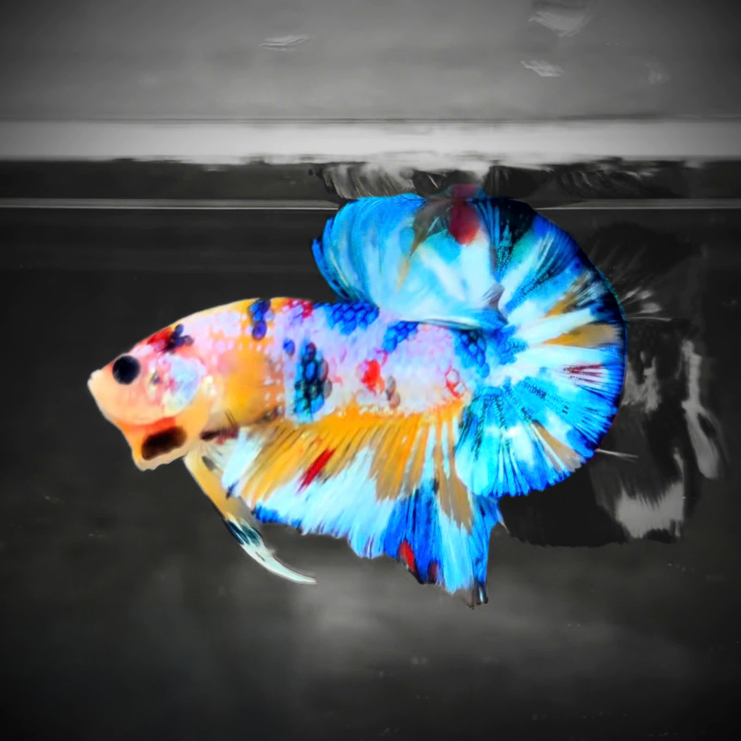 Multicolor Candy Metallic Plakat Male Betta Fish