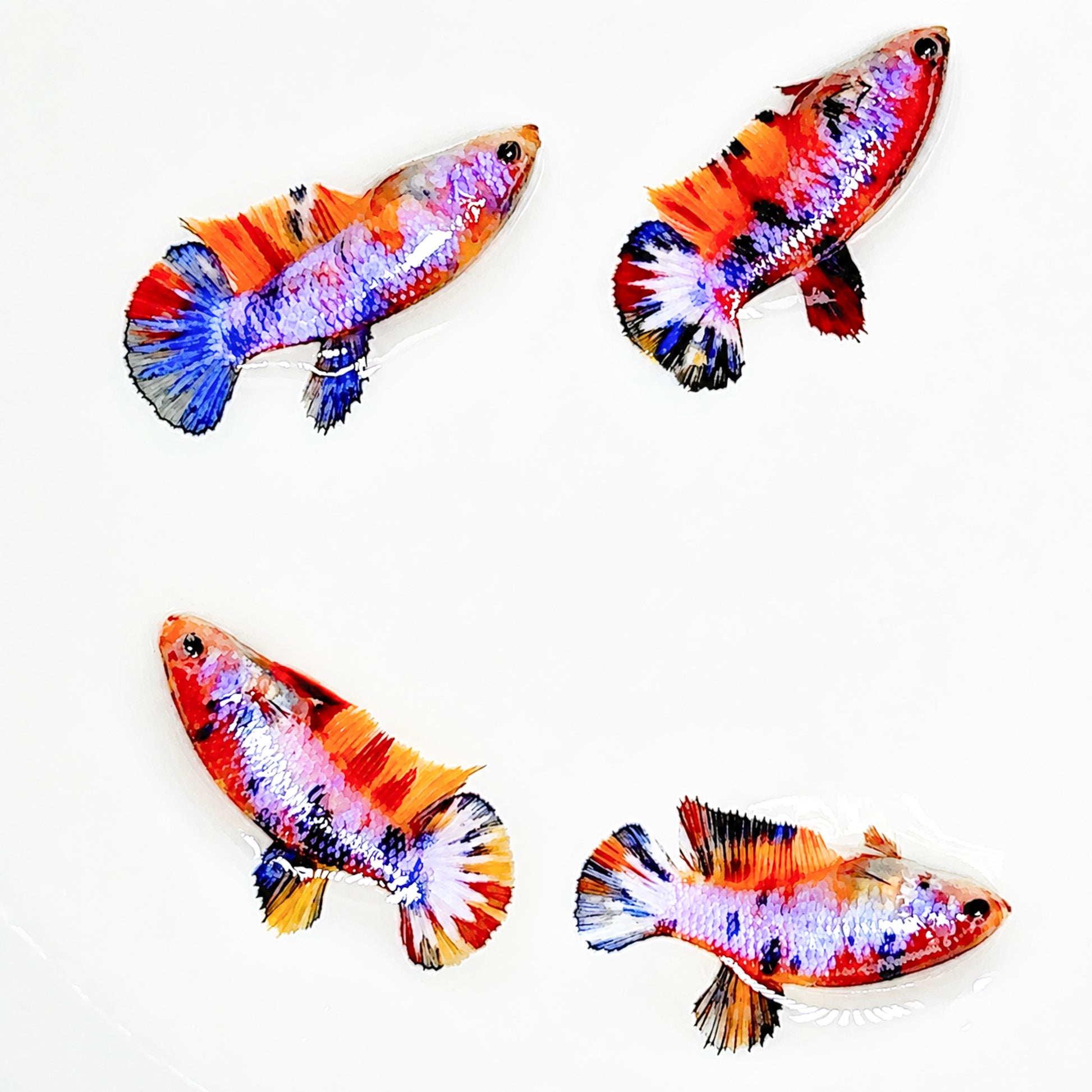 Multicolor Candy Metallic Plakat Female Betta Fish