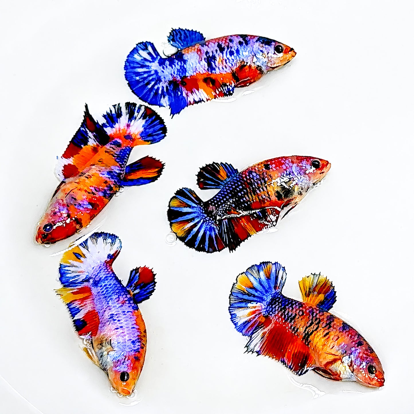 Multicolor Metallic Star Tail Plakat Female Betta Fish