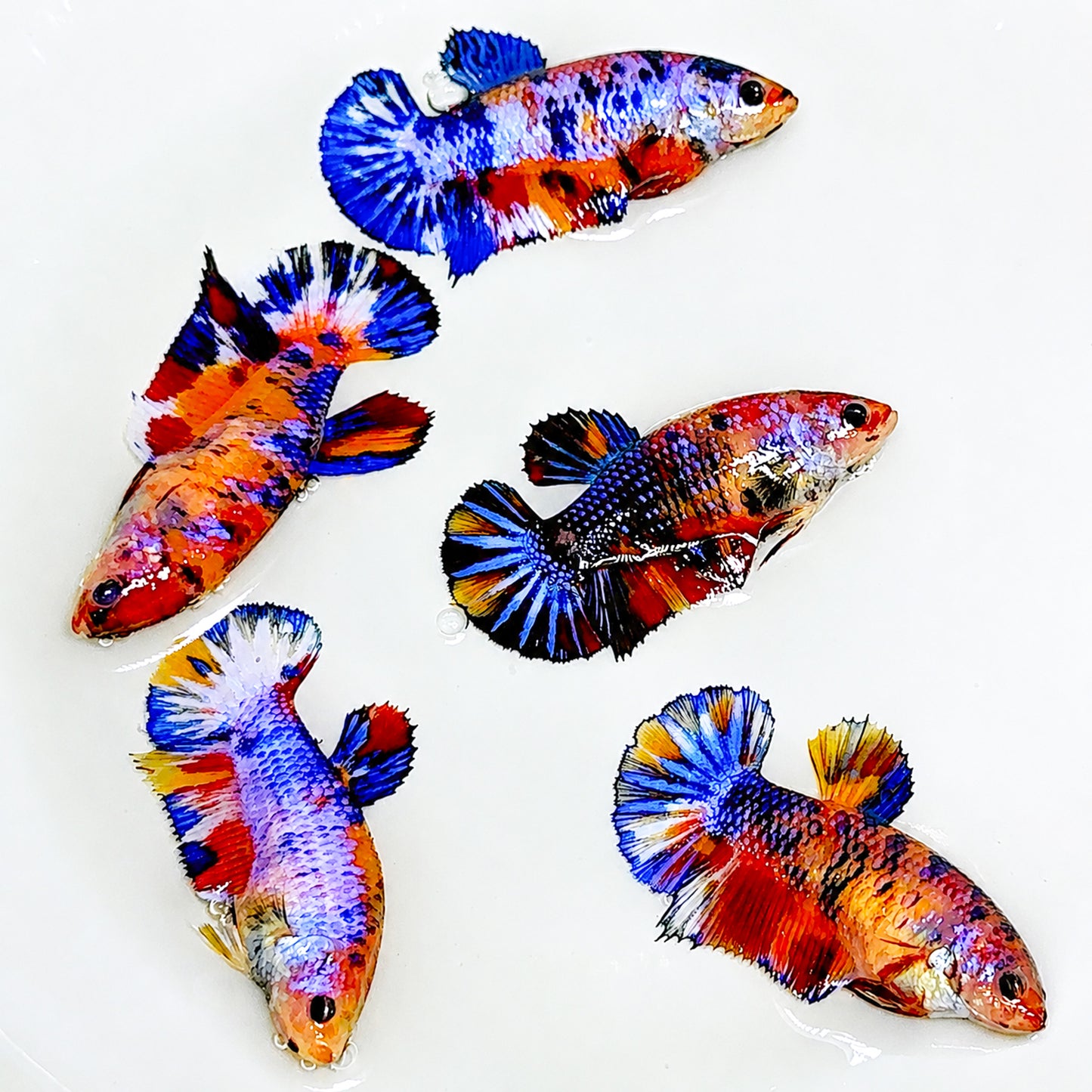 Multicolor Metallic Star Tail Plakat Female Betta Fish
