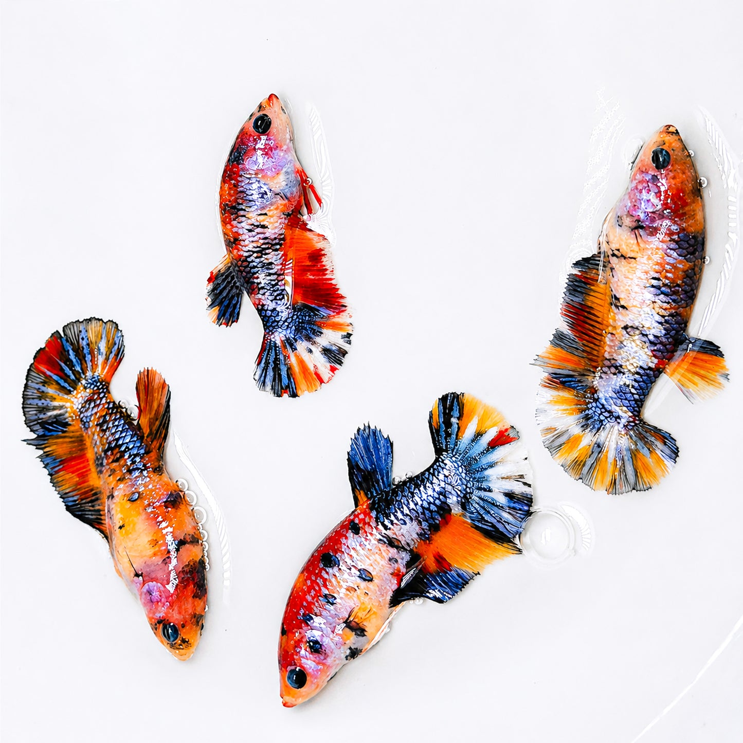 Multicolor Metallic Steel Plakat Female Betta Fish