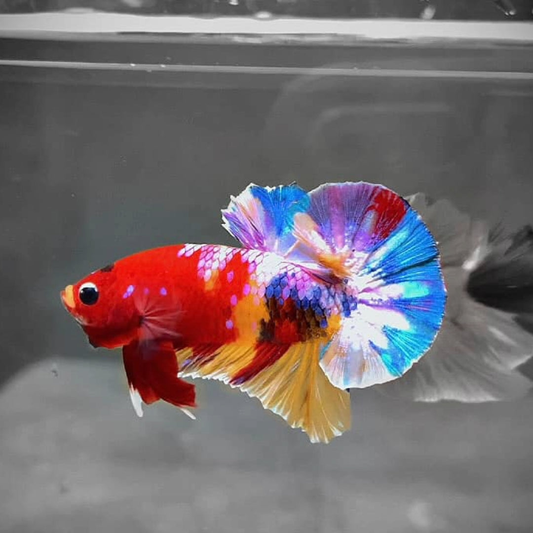 Multicolor Plakat Male Betta Fish High Grade | Buy 4 Get 1 Free | Mystery Betta