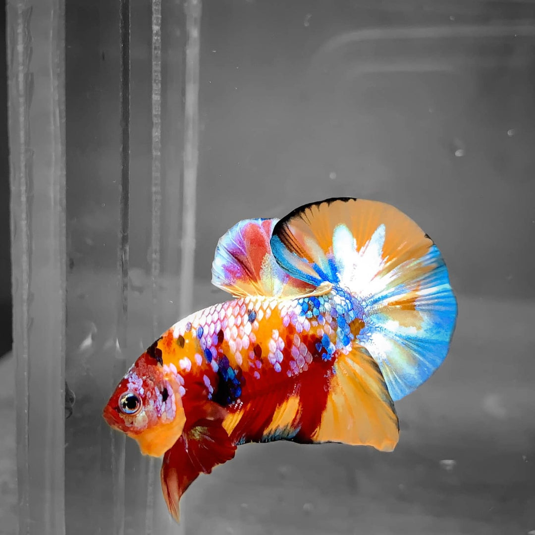 Multicolor Plakat Male Betta Fish High Grade | Buy 4 Get 1 Free | Mystery Betta