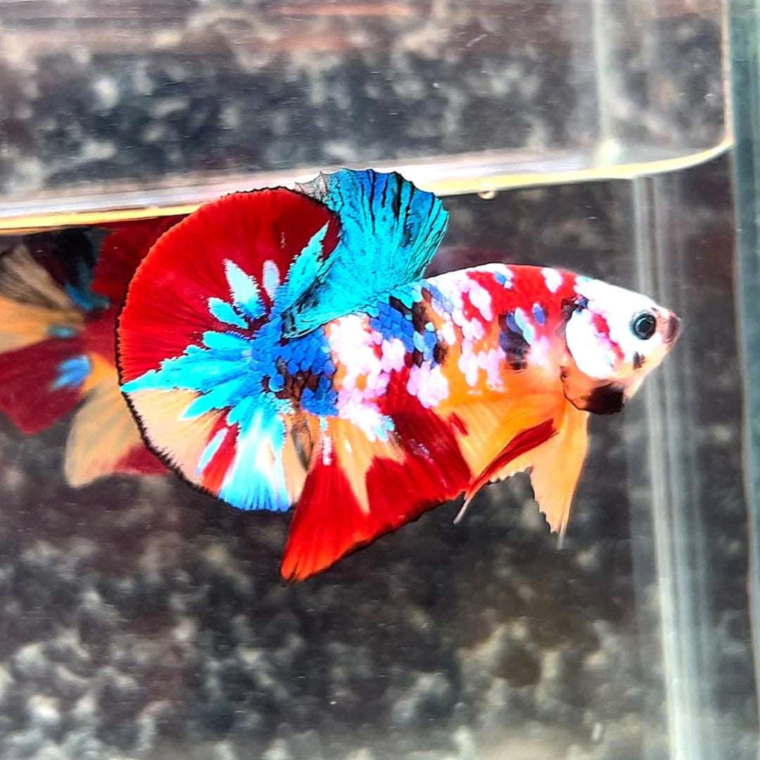 Multicolor Plakat Male Betta Fish High Grade | Buy 4 Get 1 Free | Mystery Betta