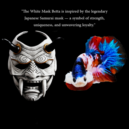 Multicolor White Mask Female Betta Fish | Rare Samurai-Inspired Beauty