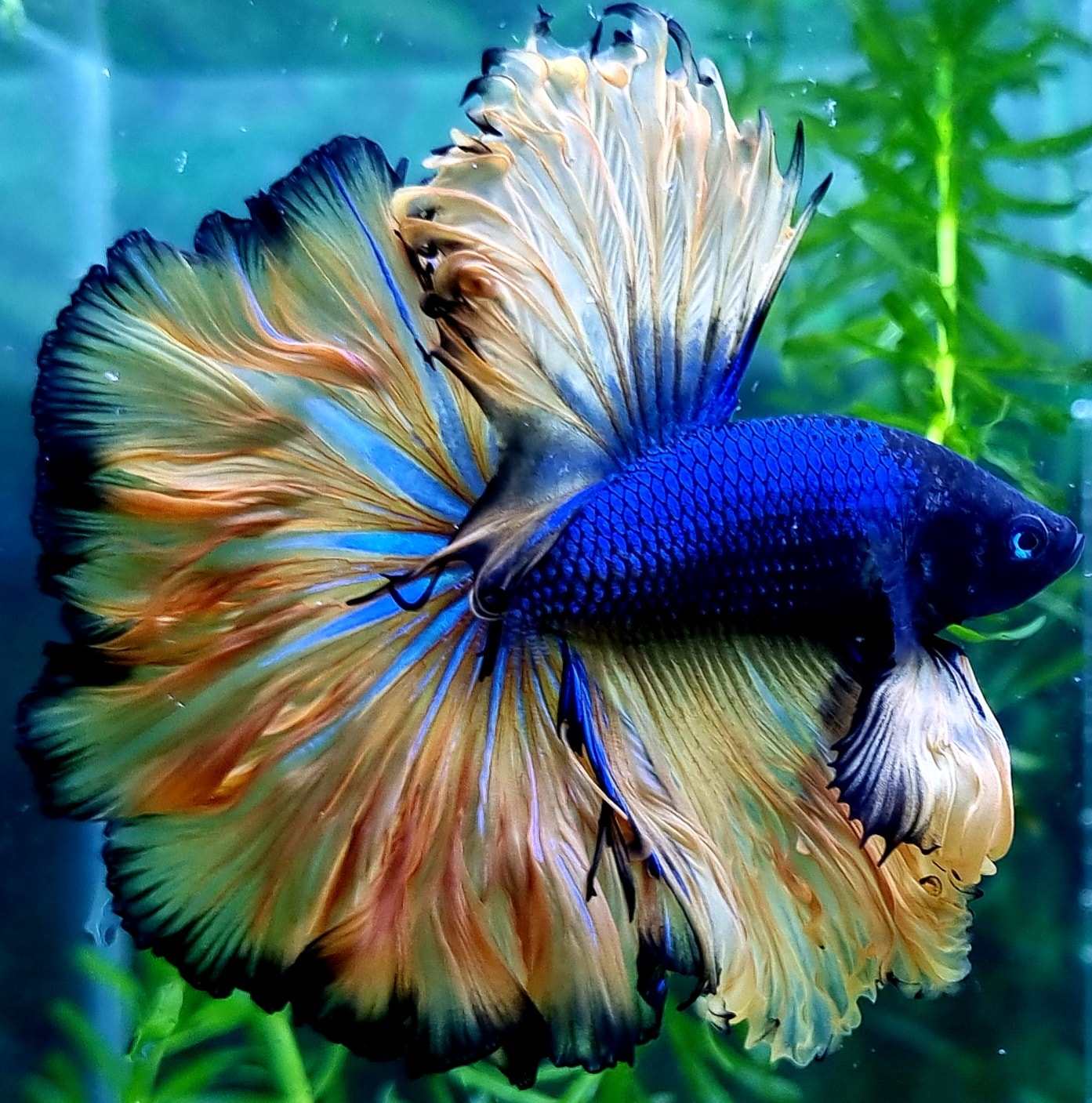 Mustard Gas Blue Halfmoon Male Betta Fish