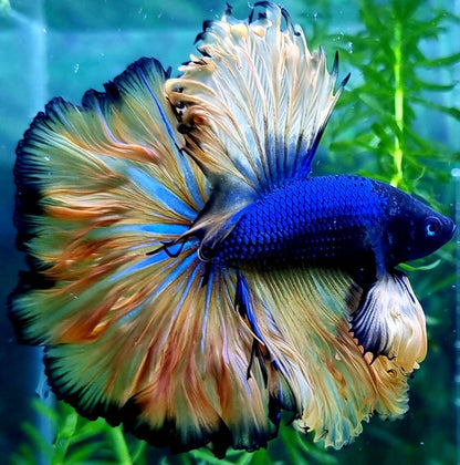 Mustard Gas Blue Halfmoon Male Betta Fish