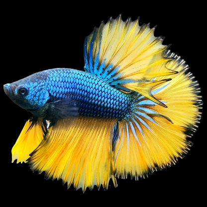 Mustard Gas Blue Halfmoon Male Betta Fish