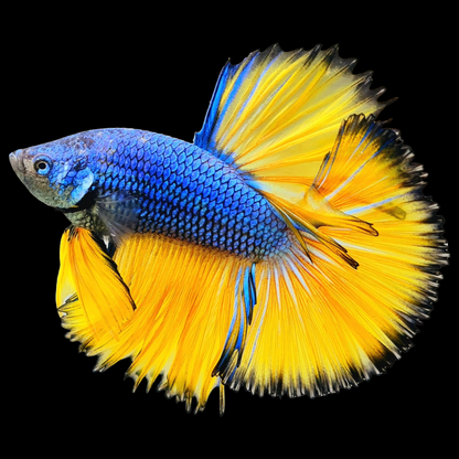 Mustard Gas Blue Halfmoon Male Betta Fish