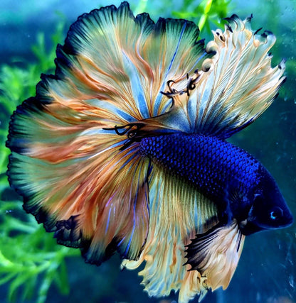 Mustard Gas Blue Halfmoon Male Betta Fish