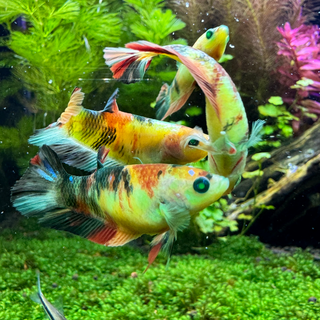 Female Betta Fish Koi Nemo Neon Plakat