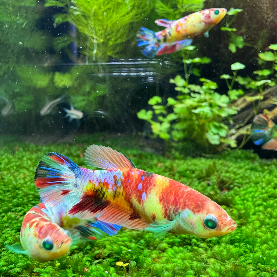 Female Betta Fish Koi Nemo Neon Plakat