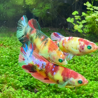 Female Betta Fish Koi Nemo Neon Plakat