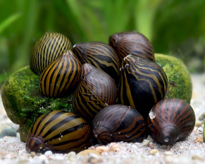 Nerite Snail Bundle
