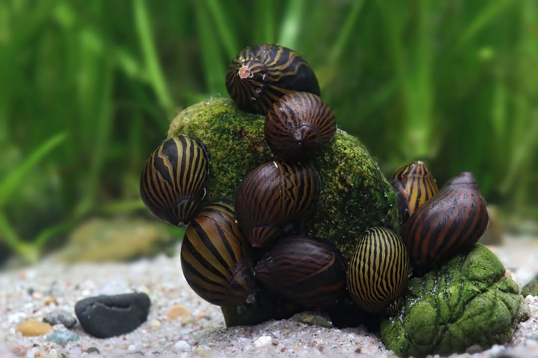Nerite Snail Bundle