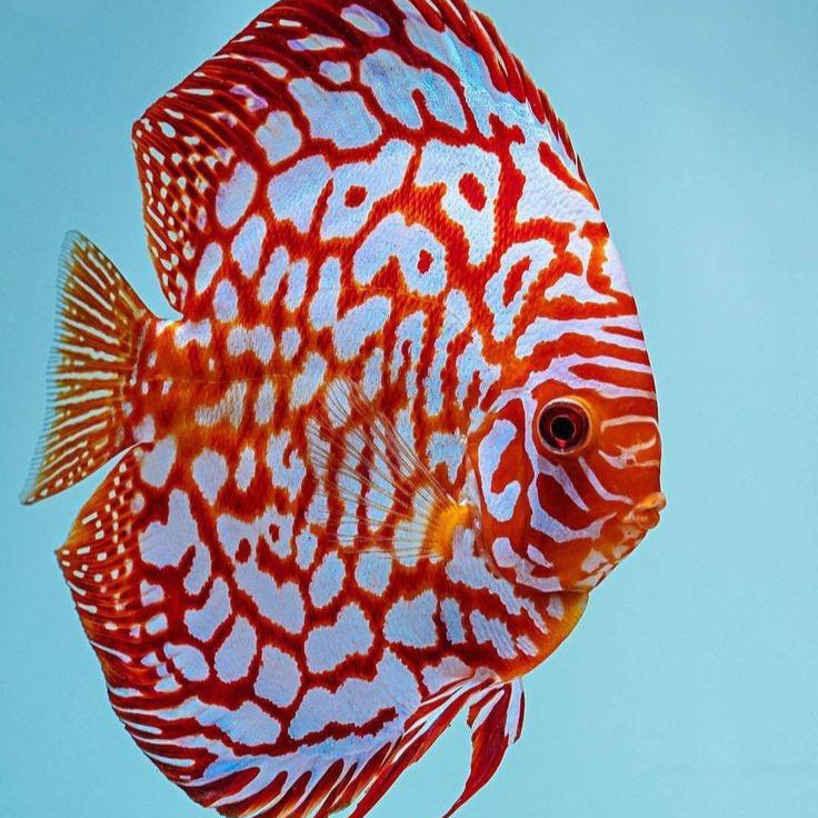 Red Pigeon Checkerboard Discus