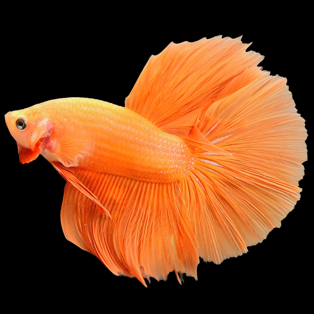 Orange Halfmoon Male Betta Fish