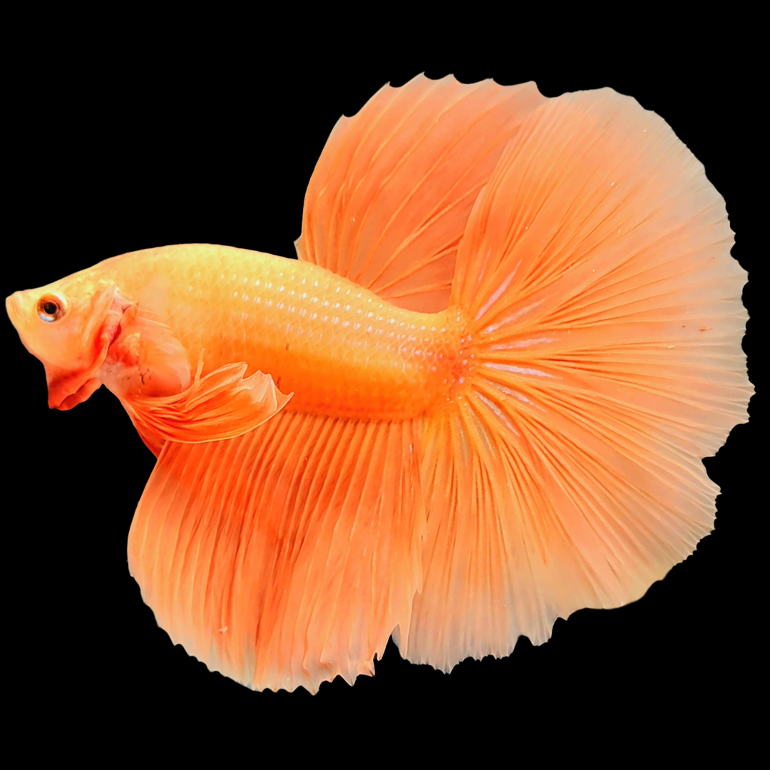 Orange Halfmoon Male Betta Fish