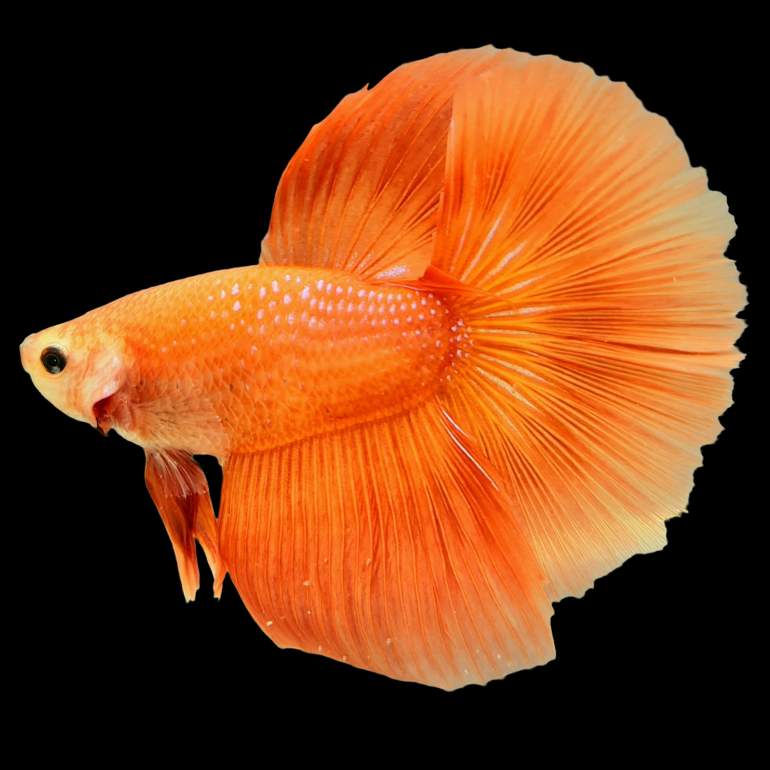 Orange Halfmoon Male Betta Fish