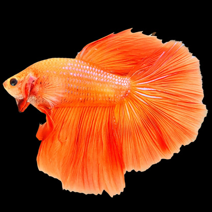 Orange Halfmoon Male Betta Fish