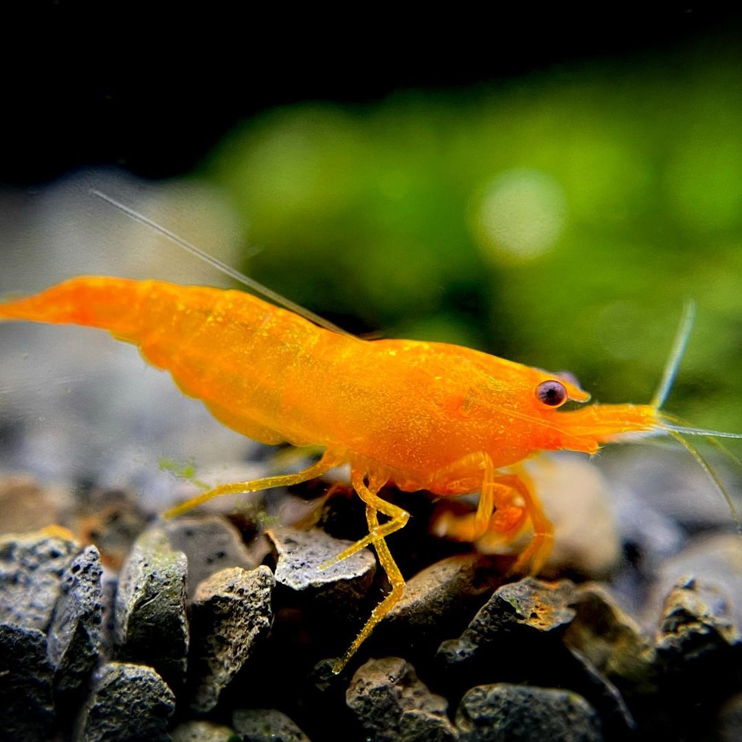 Orange Pumpkin Spice Sakura Neocaridia Shrimp