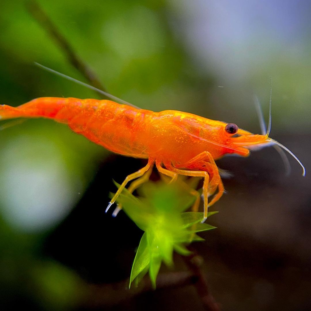 Orange Pumpkin Spice Sakura Neocaridia Shrimp