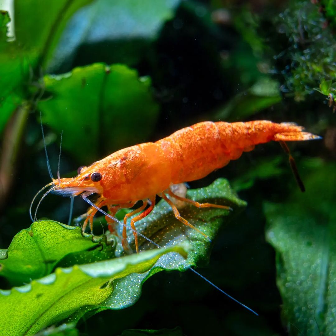 Orange Pumpkin Spice Sakura Neocaridia Shrimp