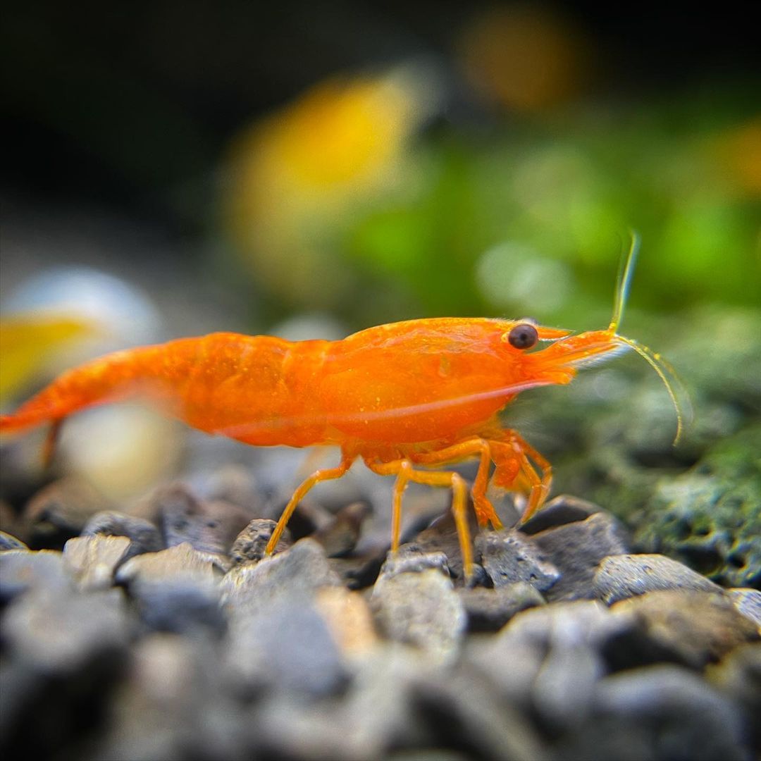 Orange Pumpkin Spice Sakura Neocaridia Shrimp