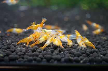 Orange Rili Neocaridina Shrimp